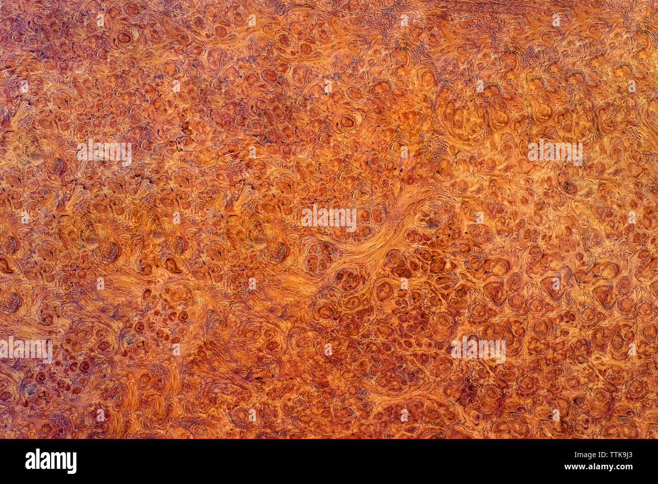 Natura burl texture di legno Foto Stock