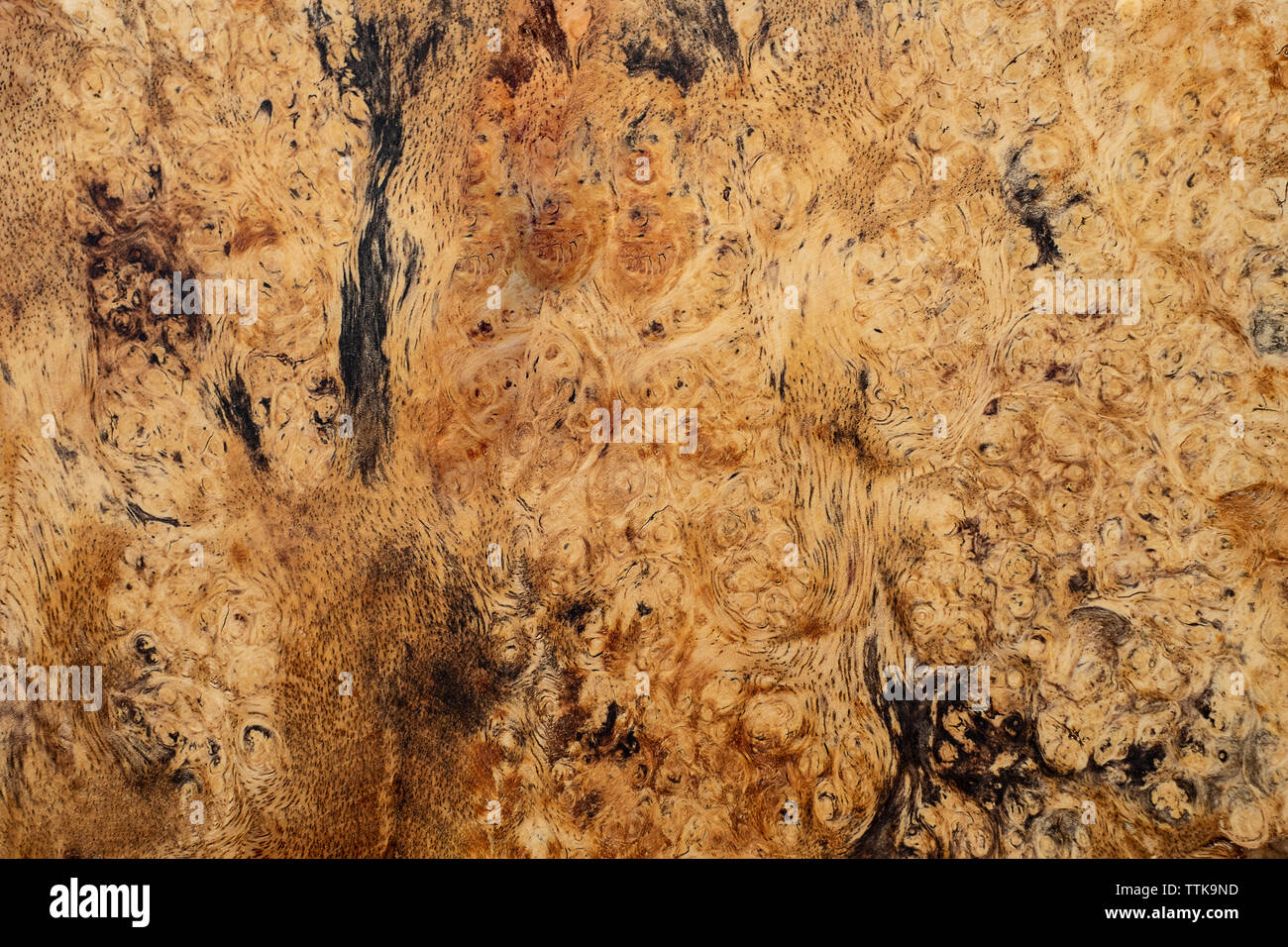 Natura burl texture di legno Foto Stock