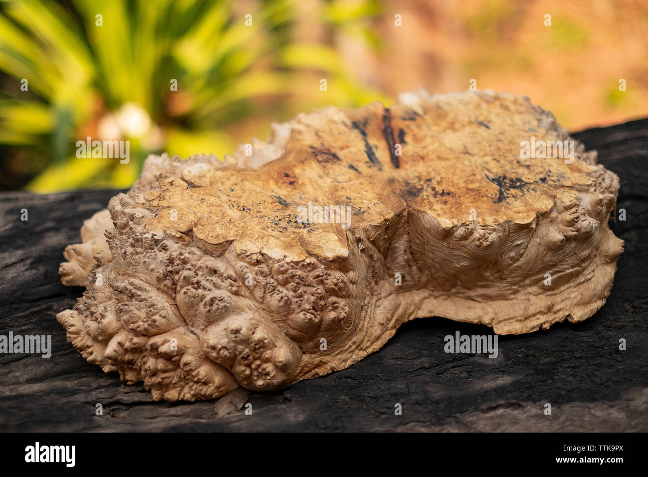 Natura burl texture di legno Foto Stock
