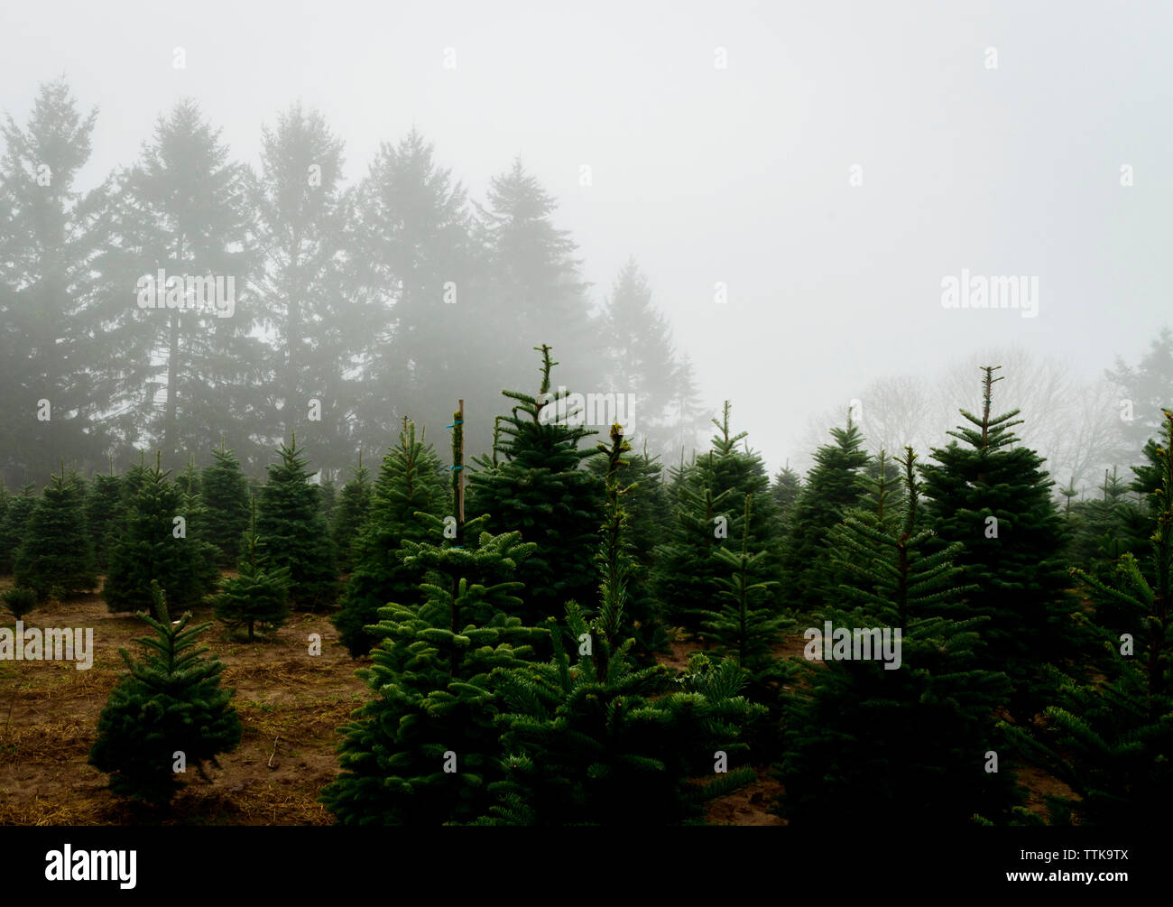 Vista panoramica di alberi di pino che cresce a fattoria contro il cielo durante la nebbia meteo Foto Stock