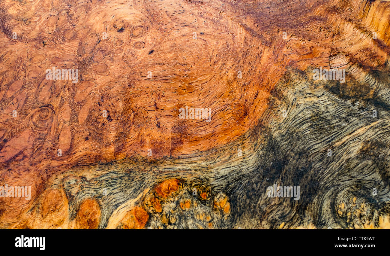 Natura burl texture di legno Foto Stock