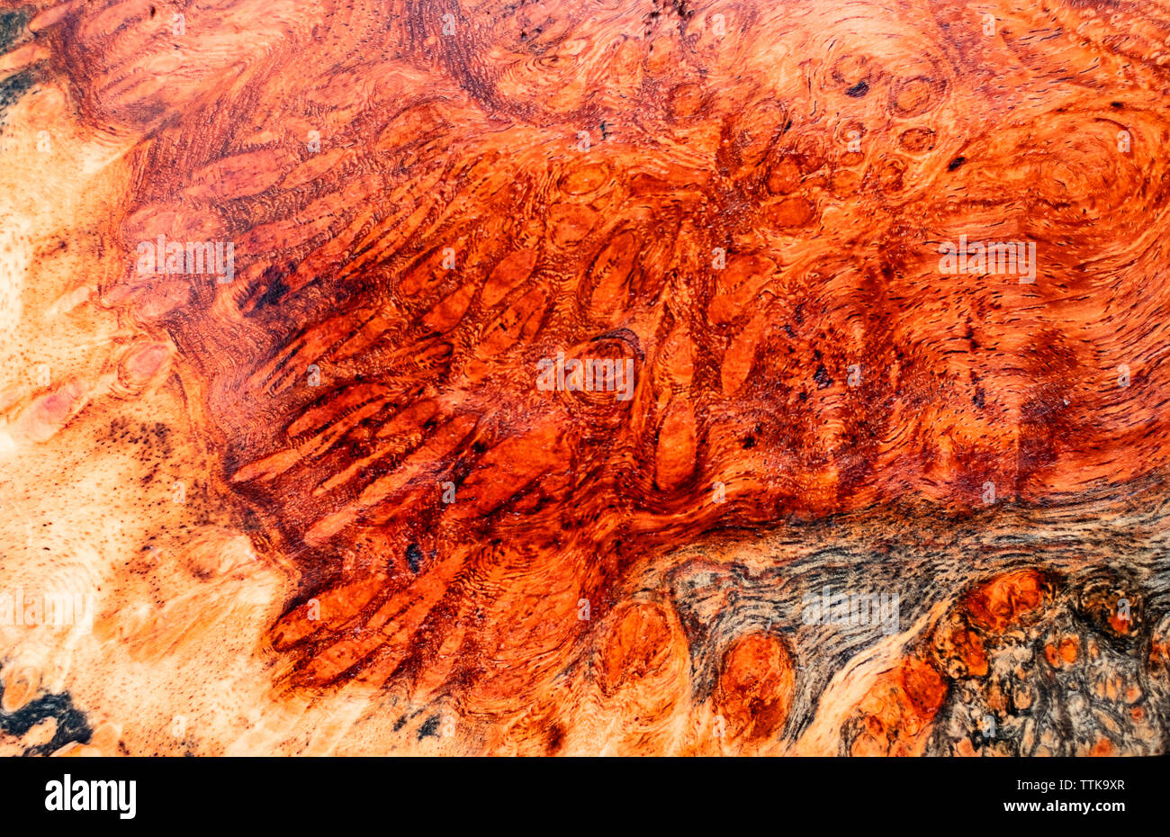 Natura burl texture di legno Foto Stock