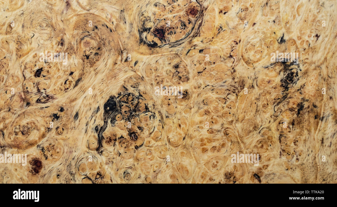 Natura burl texture di legno Foto Stock