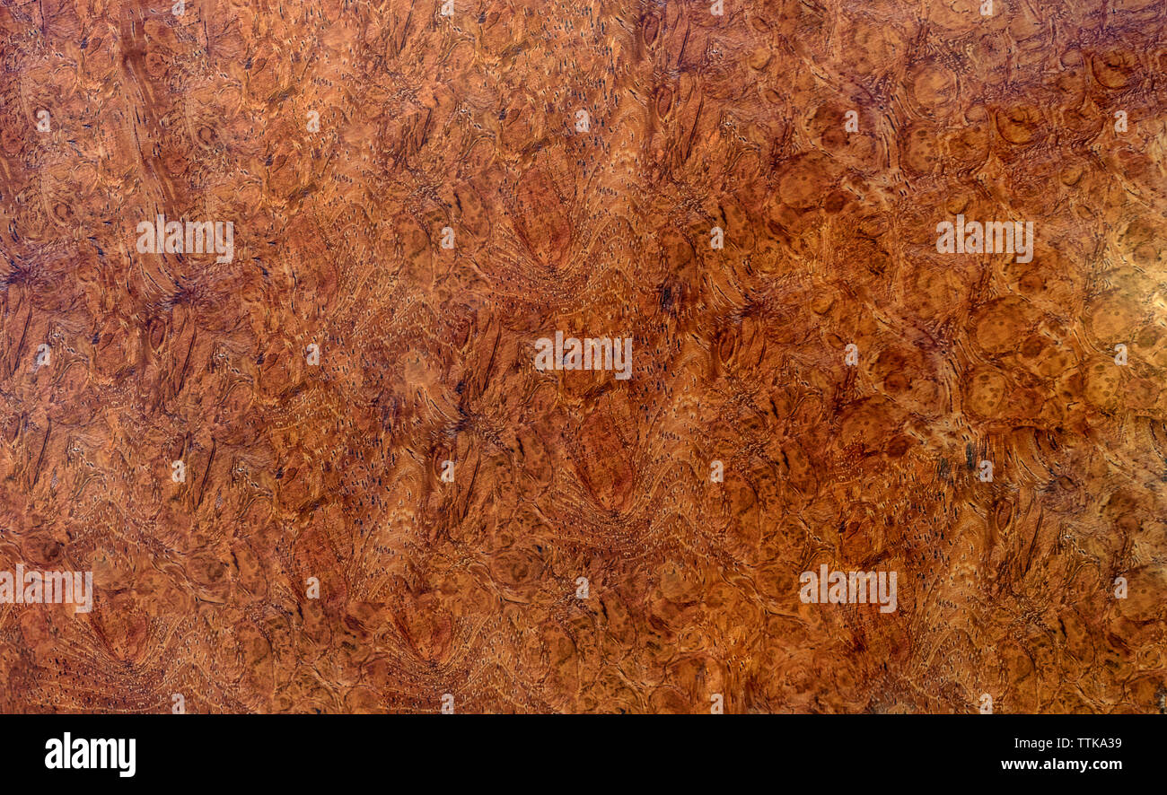 Natura burl texture di legno Foto Stock