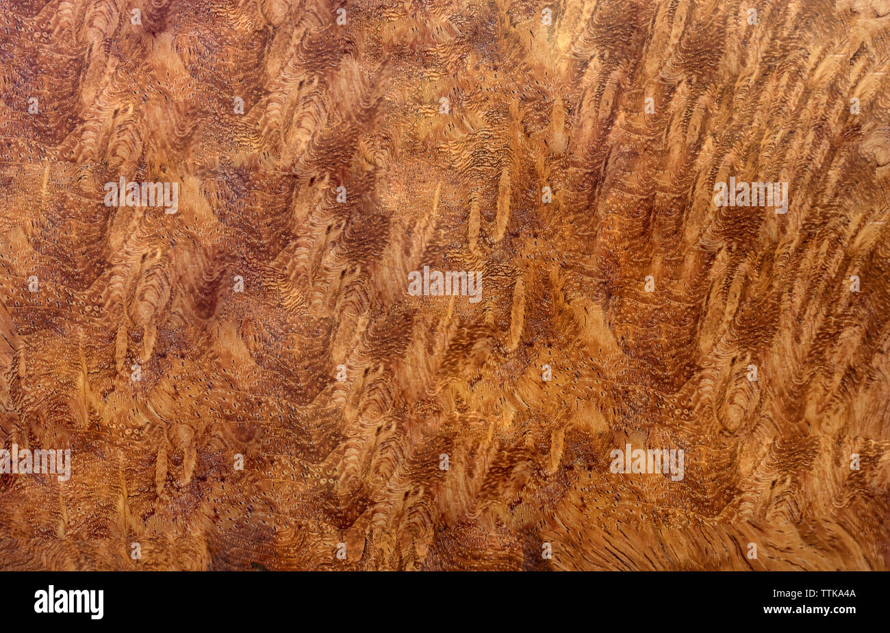 Natura burl texture di legno Foto Stock