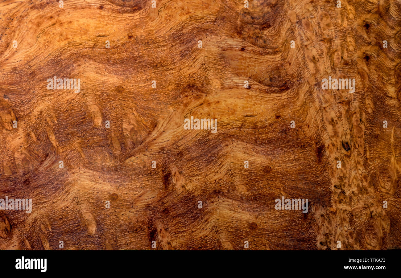 Natura burl texture di legno Foto Stock