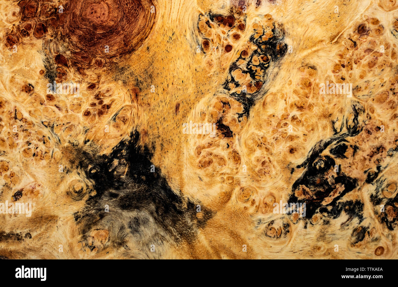 Natura burl texture di legno Foto Stock