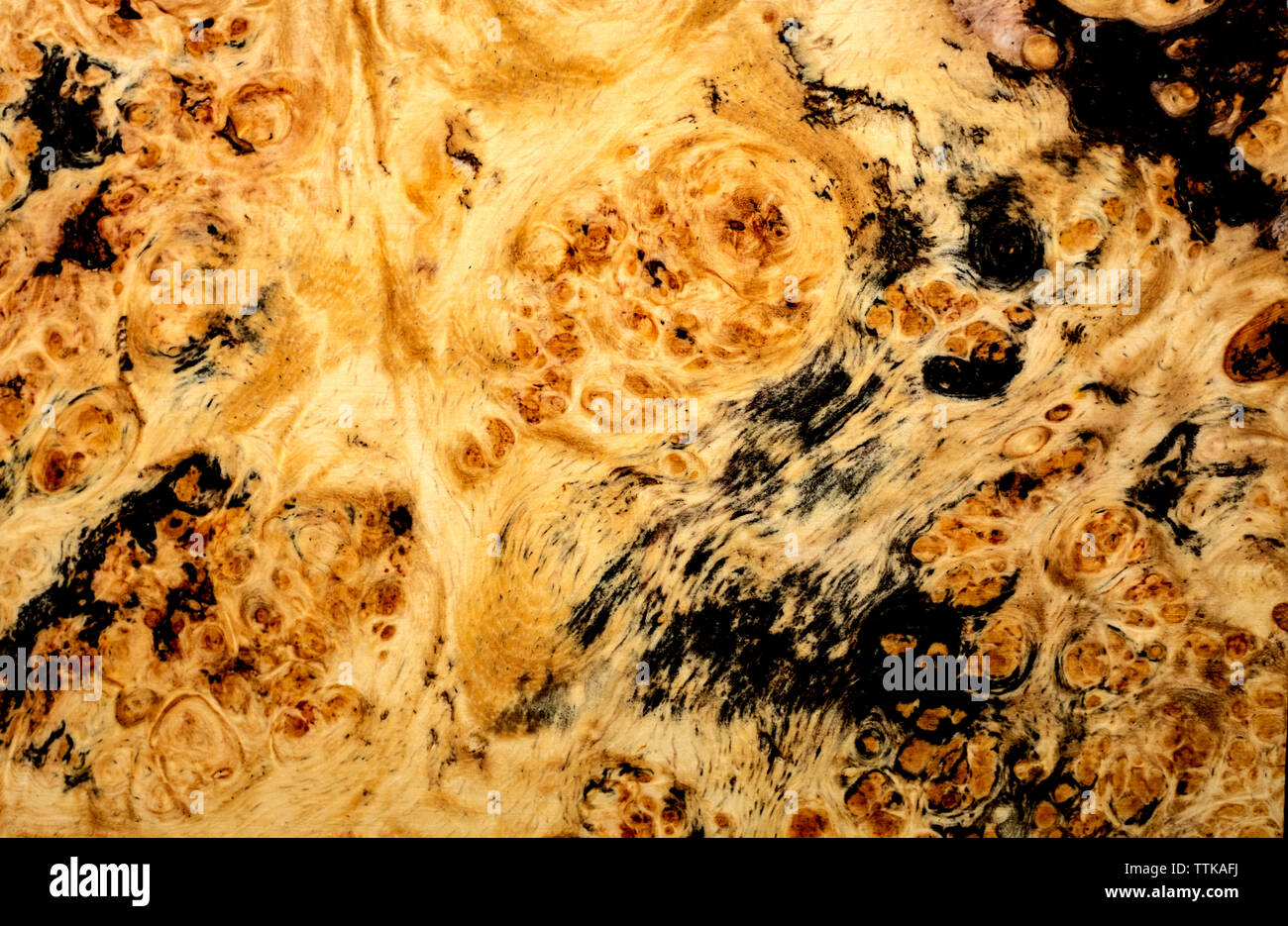 Natura burl texture di legno Foto Stock