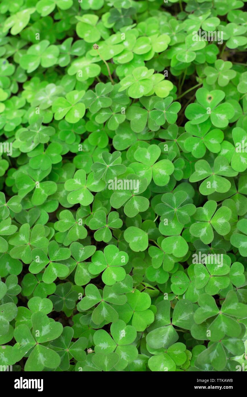 Oxalis oregana - legno sorrel. Foto Stock