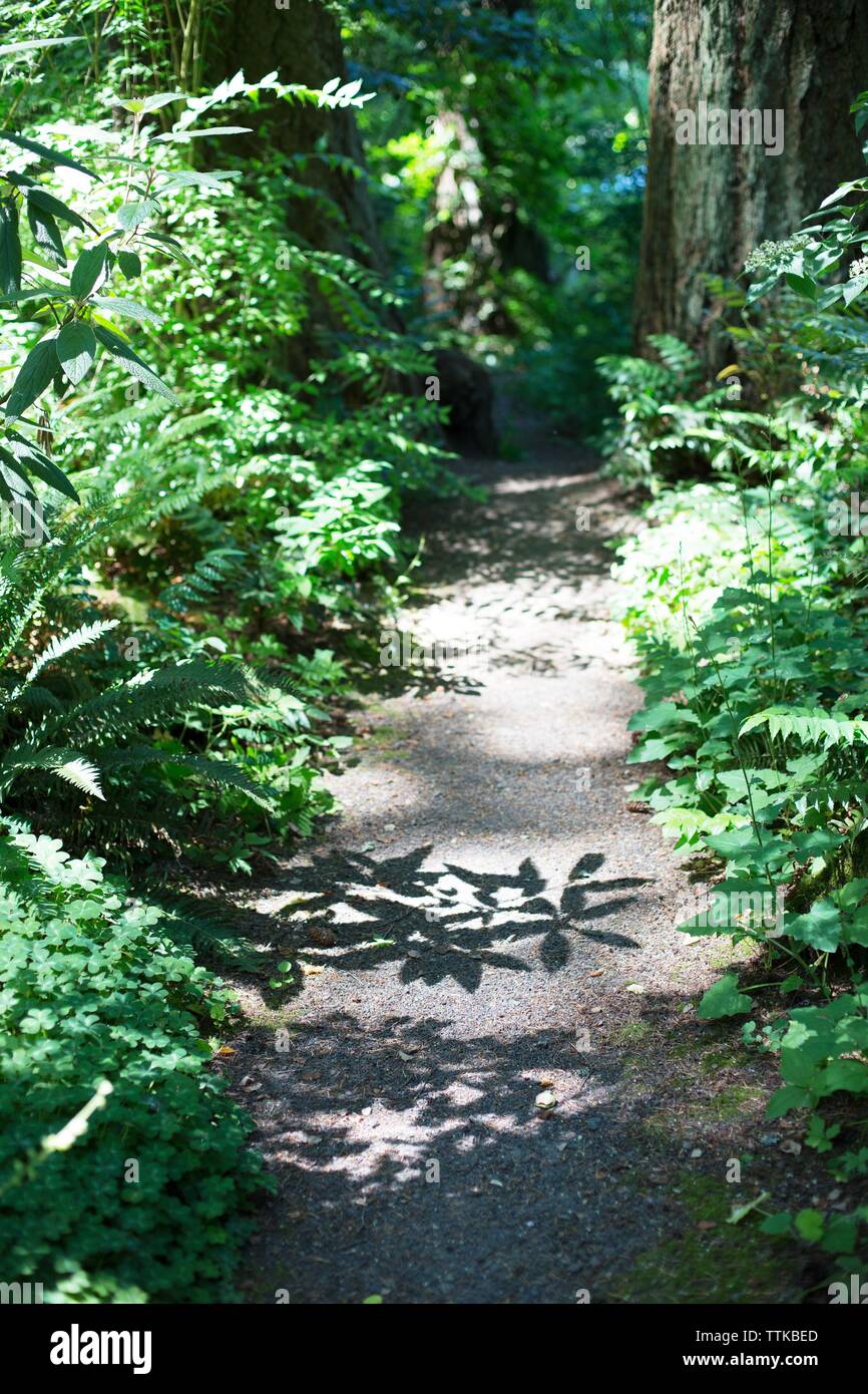 Lascia gettano ombre su un sentiero a Leach Giardino Botanico di Portland, Oregon, Stati Uniti d'America. Foto Stock