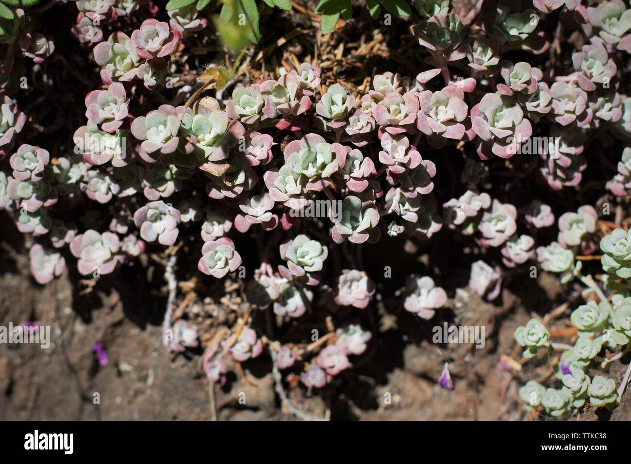 Sedum spathulifolium - stonecrop latifoglie. Foto Stock