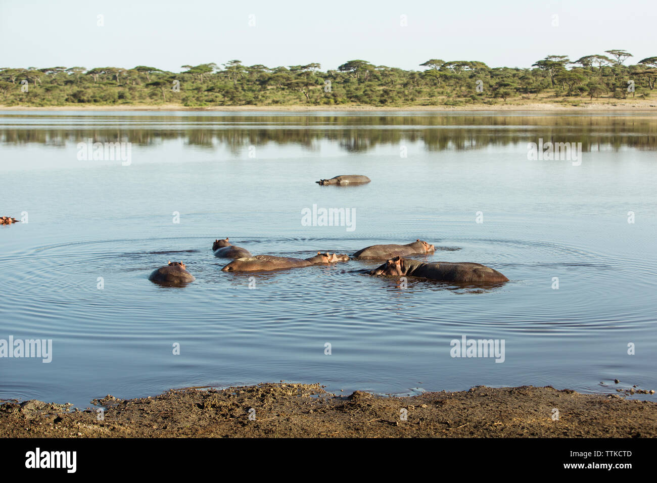 Ippopotami nuoto nel lago Foto Stock