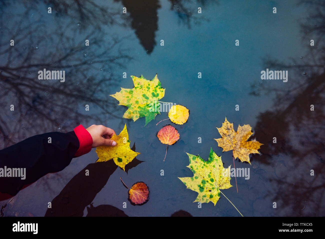 Immagine ritagliata della mano che tiene foglie galleggianti in acqua Foto Stock