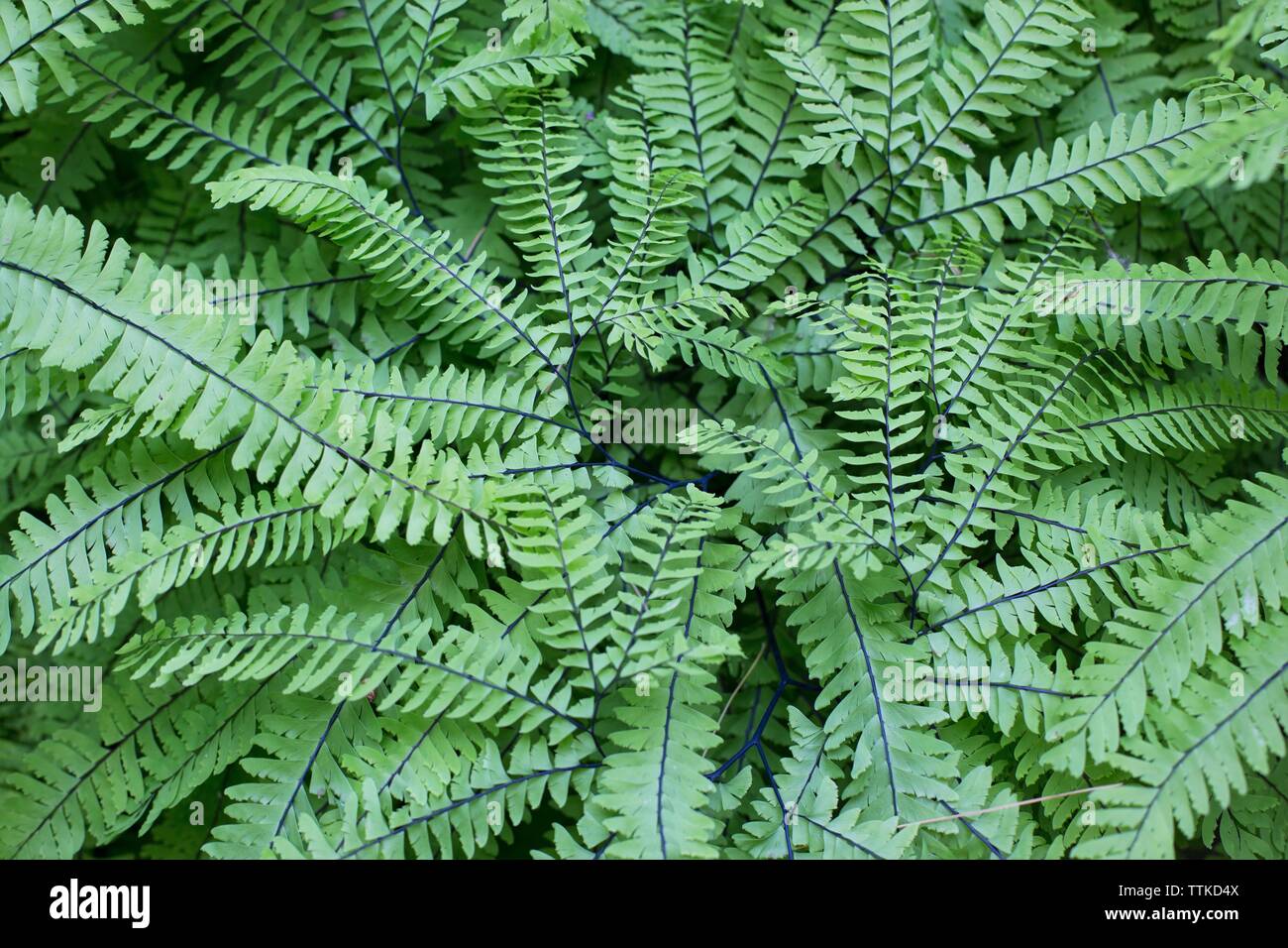 Adiantum aleuticum - Western felce capelvenere. Foto Stock