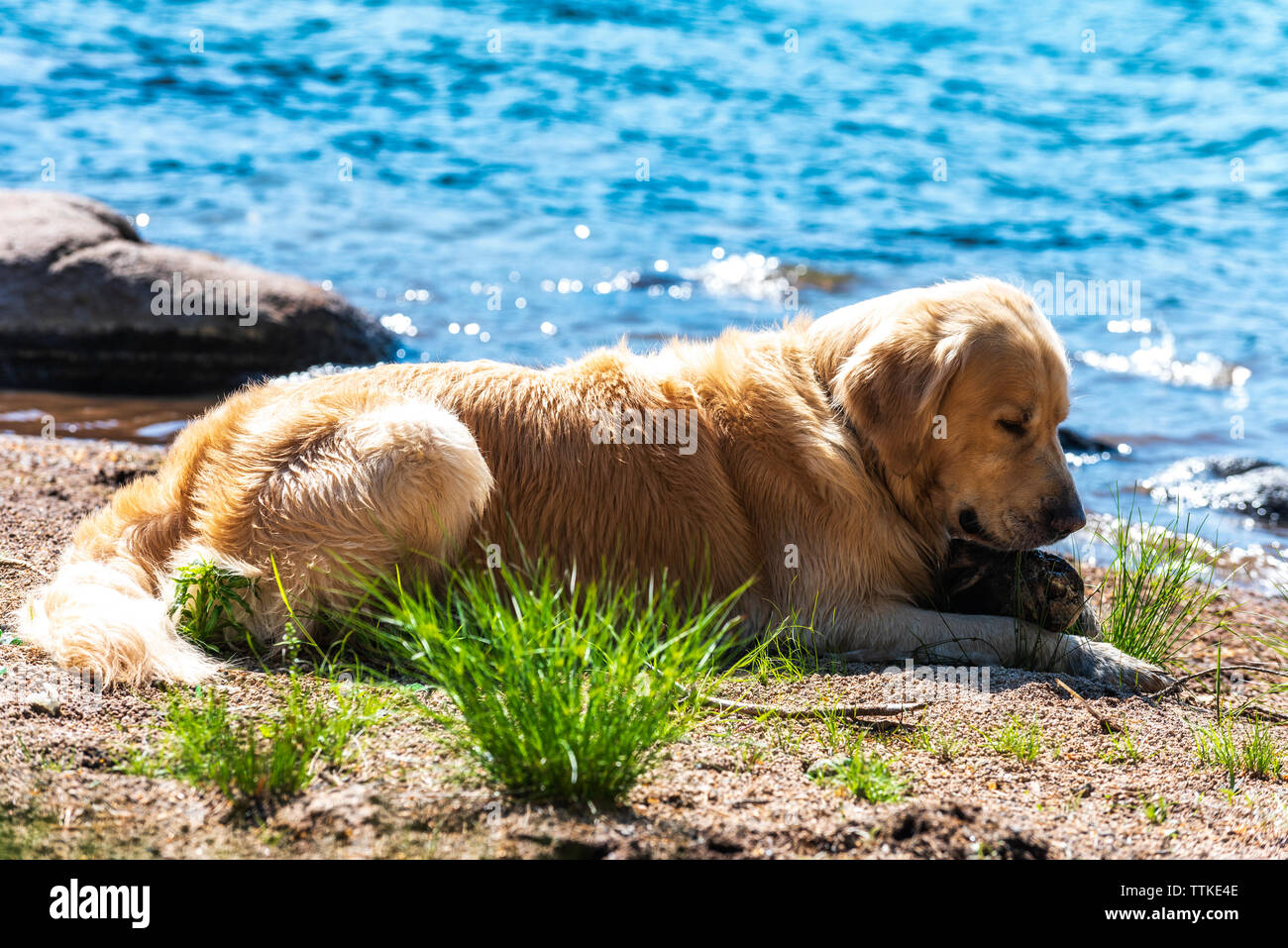 Il Golden Retriever cane è il riposo dopo la riproduzione lunga con sfera Foto Stock