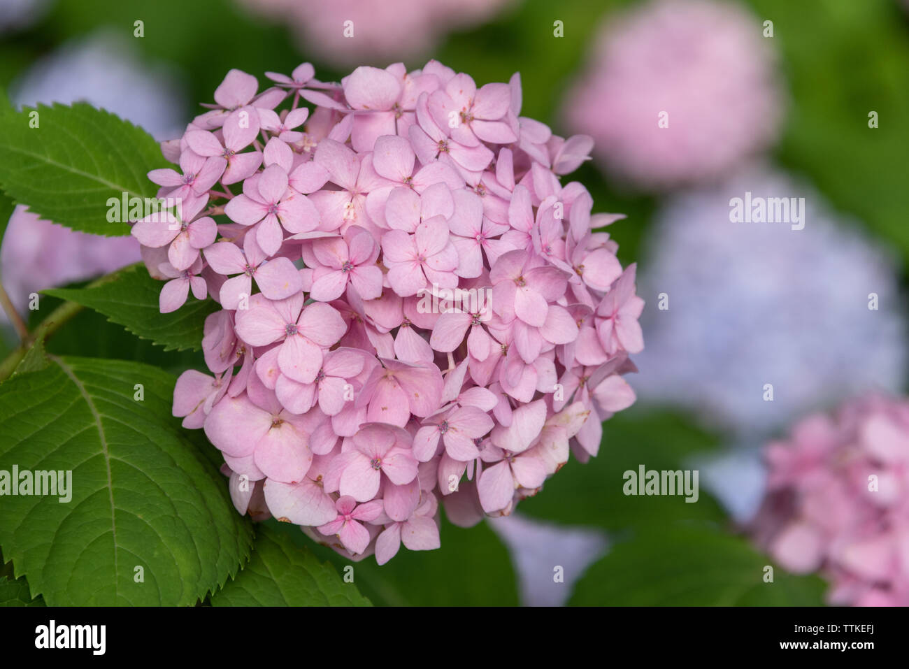 Bellissimi fiori di ortensie a Gainesville, Georgia. (USA) Foto Stock