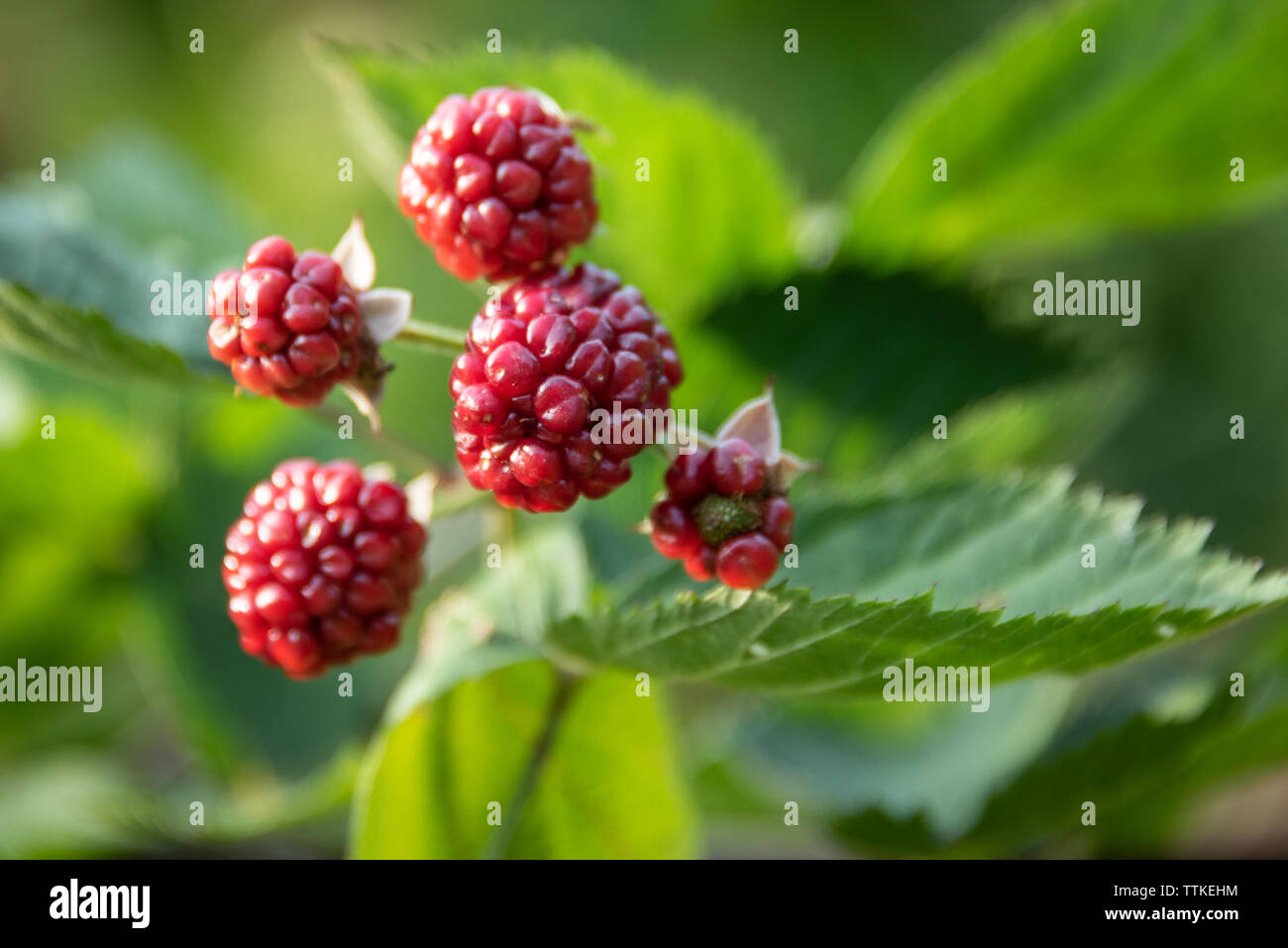 La maturazione di more. Foto Stock
