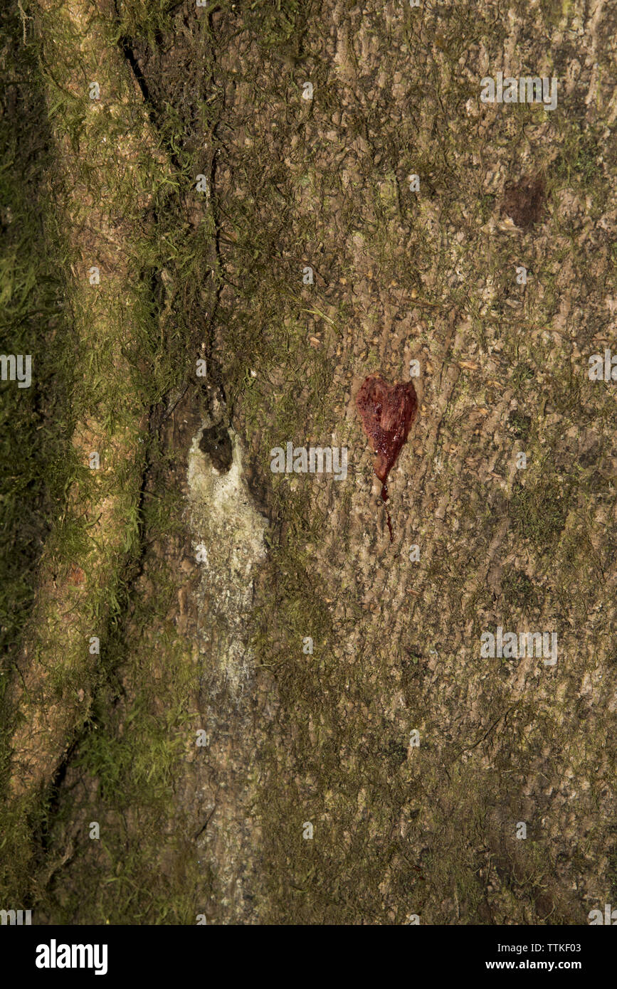 Dragon's sangue tree con resina rossa in primordiale subtropicale foresta nuvola al Bellavista Lodge nella parte superiore della valle Tandayapa in Ecuador. Foto Stock