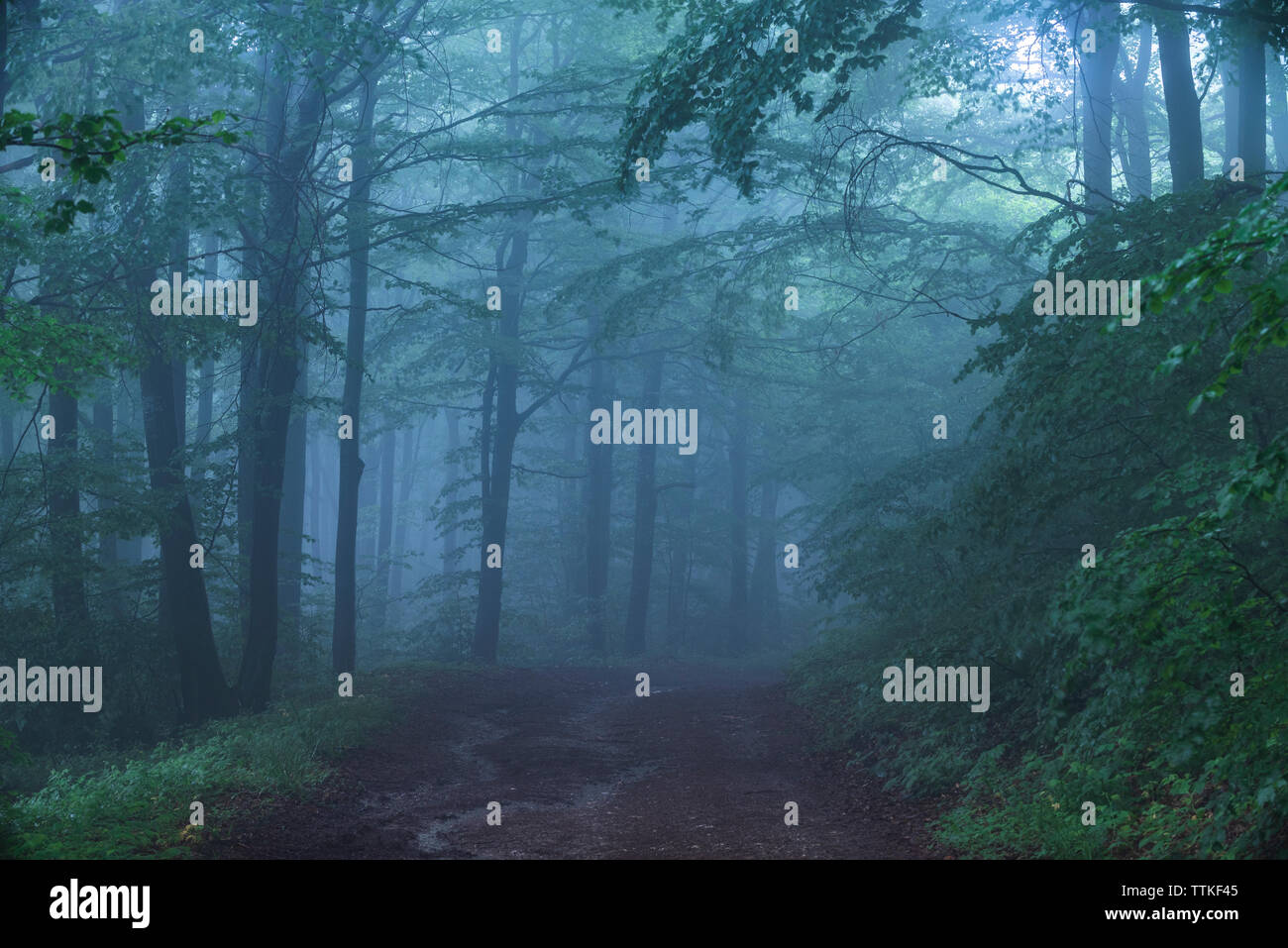 Fiaba misty cercando boschi in un giorno di pioggia. Nebbia fredda mattina nella foresta orrore Foto Stock