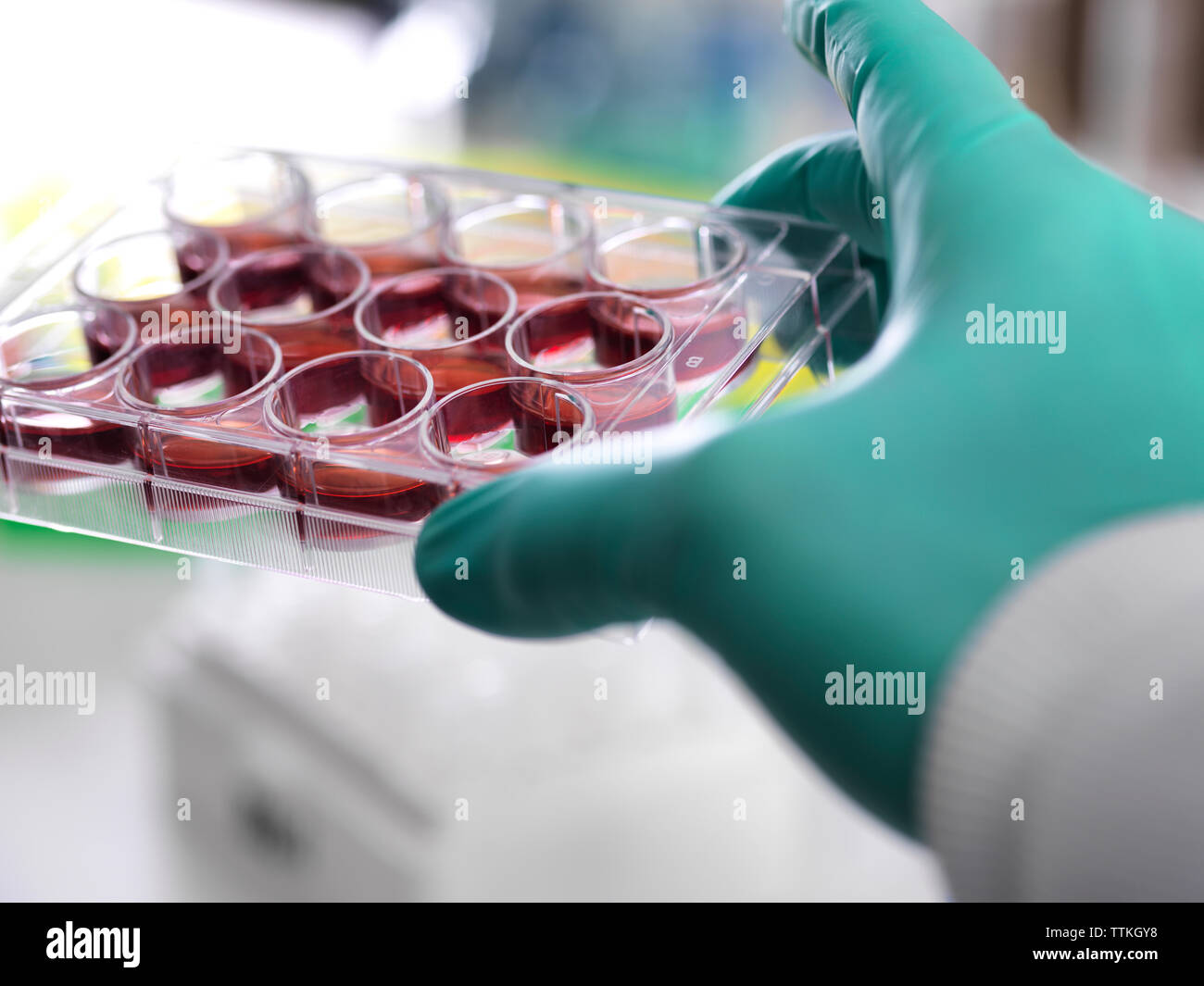 Ritagliate la mano dello scienziato azienda vassoio multipozzetto contenente cellule staminali durante il lavoro in laboratorio Foto Stock