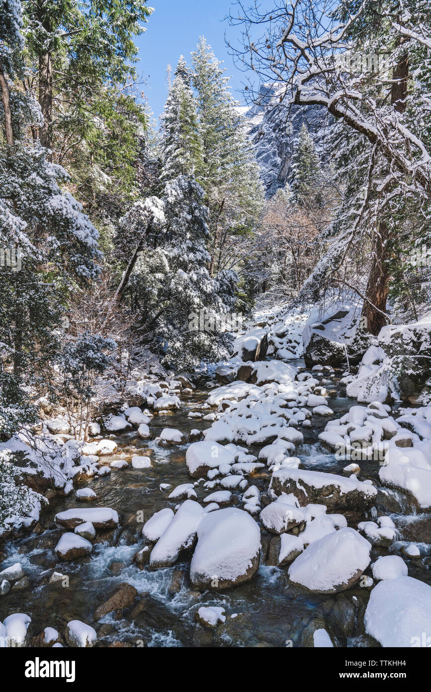 Flusso che scorre attraverso la coperta di neve rocce nel mezzo di alberi nella foresta a Yosemite National Park durante il periodo invernale Foto Stock