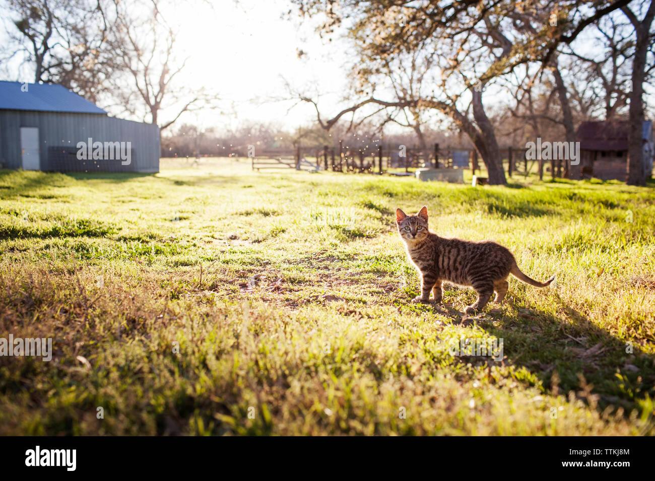 Tabby cat sul campo durante la giornata di sole Foto Stock