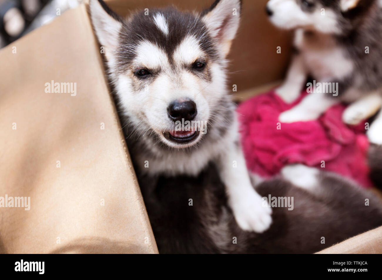 Close-up di Siberian Husky cuccioli in doghouse Foto Stock