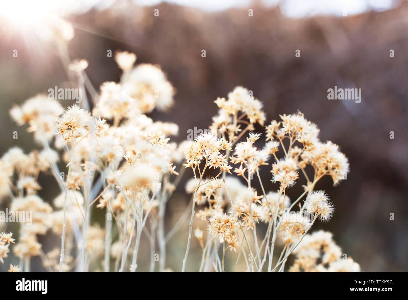 Close-up di piante in giornata di sole Foto Stock