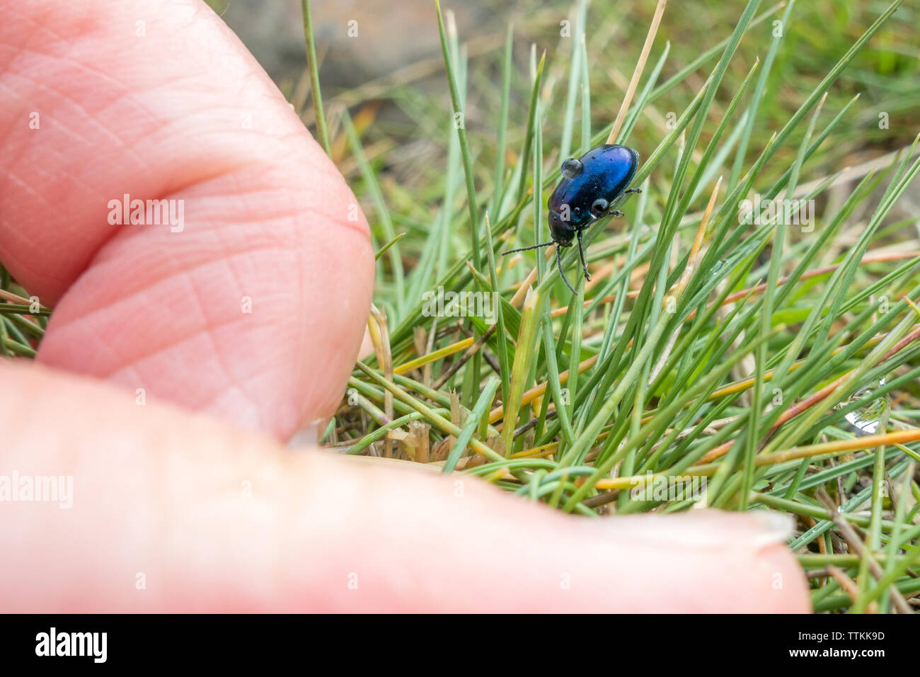 Blu metallizzato foglia ontano beetle (Agelastica alni) è recentemente diventata ristabilita in alcune parti dell'Inghilterra dopo una assenza di più di 60 anni. Foto Stock
