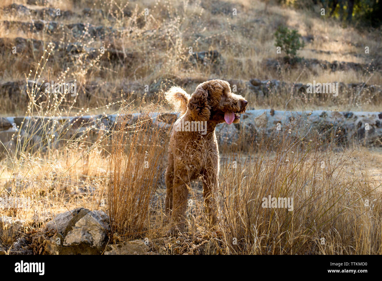 Profilo di labradoodle con la lingua di fuori mentre nella natura Foto Stock