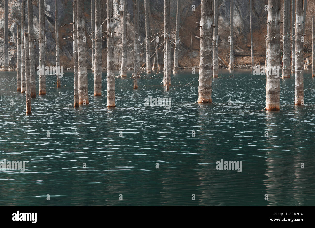 Alberi sommersa in Kaindy lago di montagna, Kazakistan Foto Stock