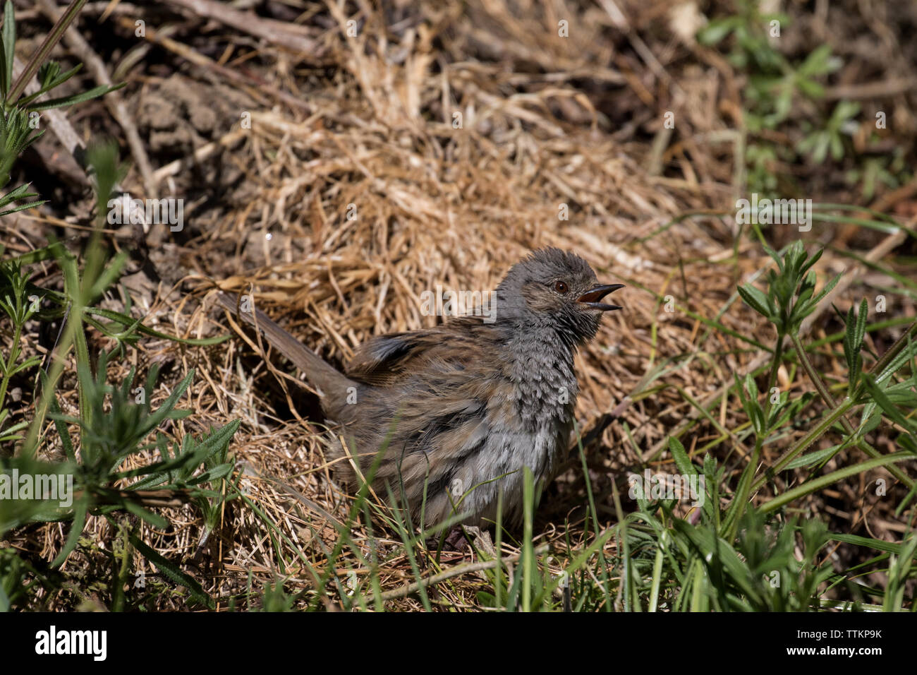 Dunnock prendere il sole Foto Stock