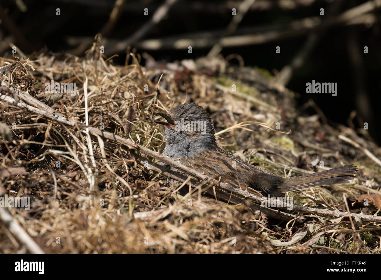 Dunnock prendere il sole Foto Stock
