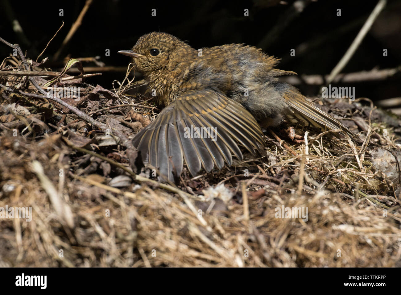 Robin (bambino) bagni di sole Foto Stock