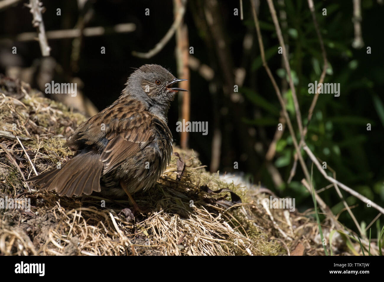 Dunnock prendere il sole Foto Stock