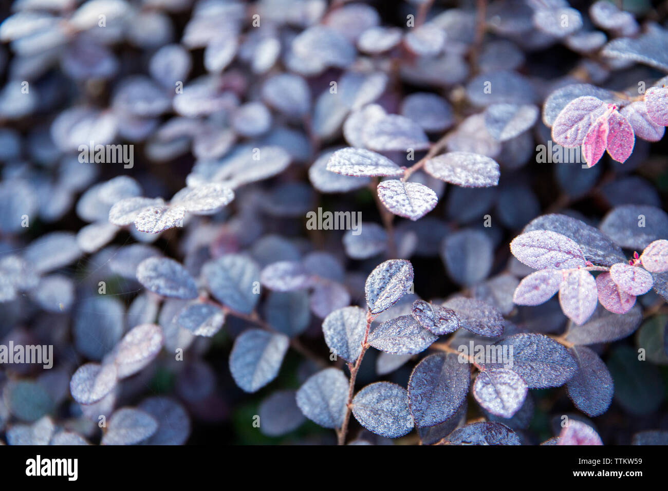 Angolo di alta vista di piante congelato durante il periodo invernale Foto Stock