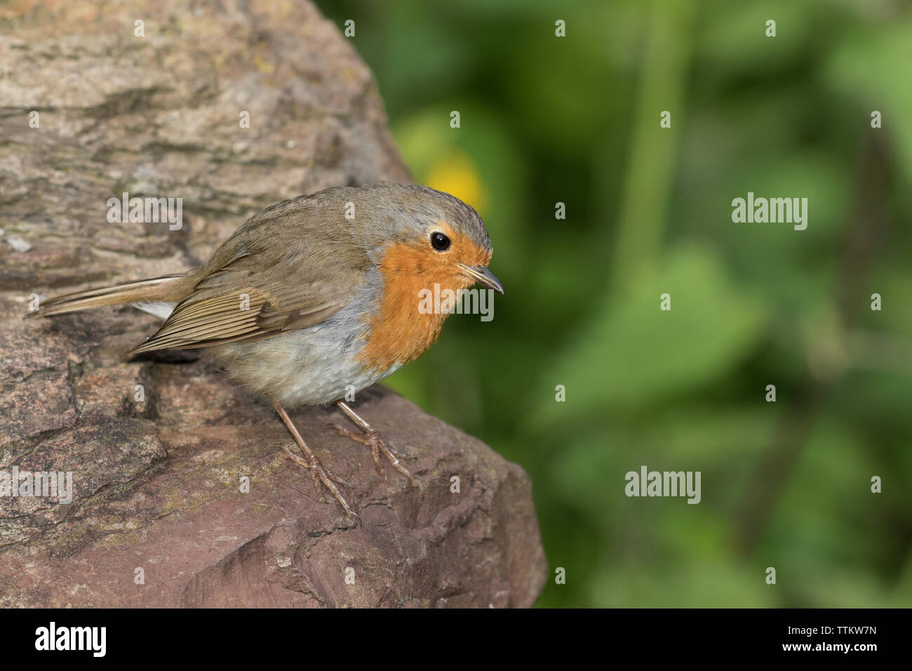 Robin che si appollaia Foto Stock