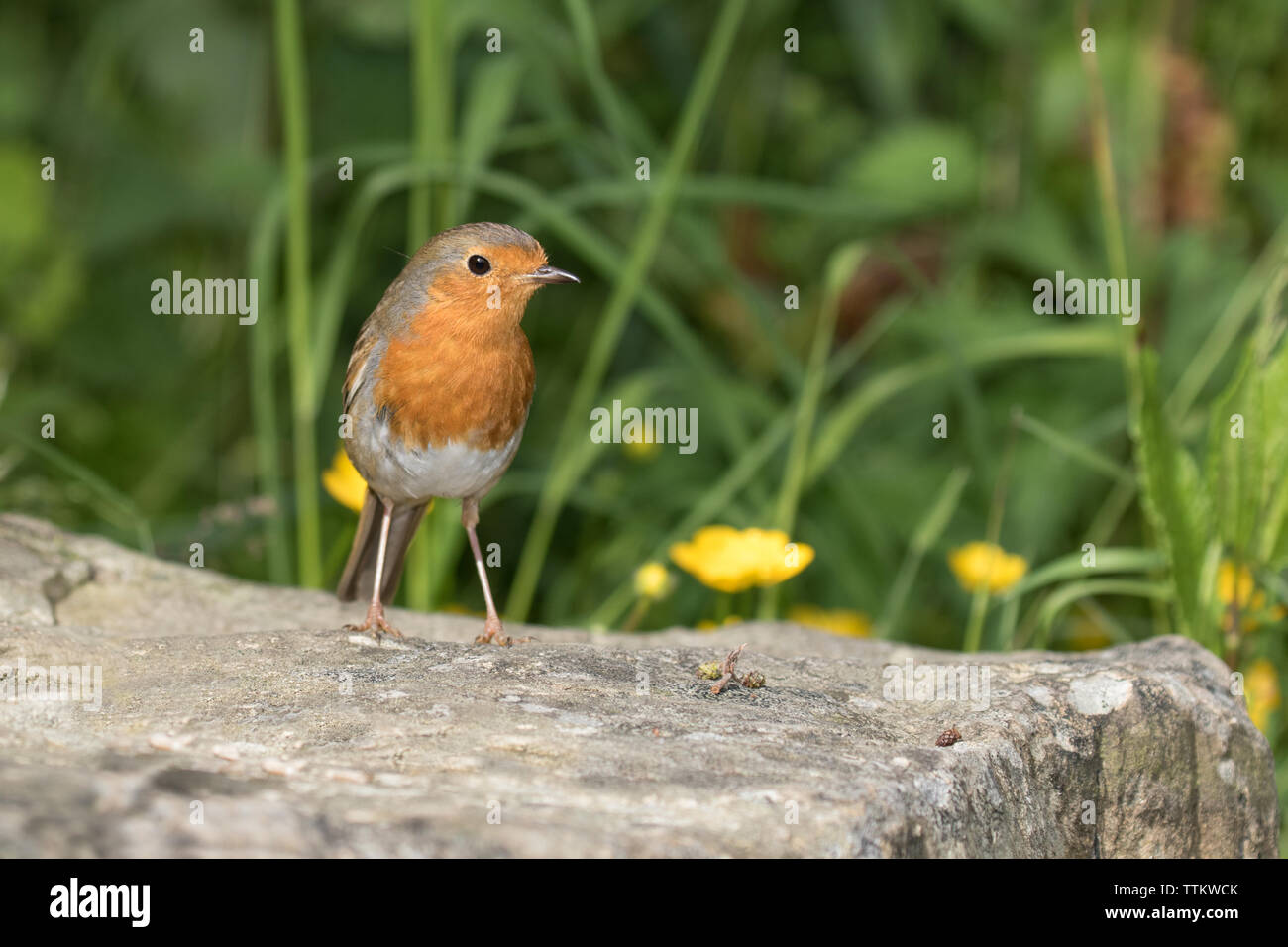 Robin che si appollaia Foto Stock