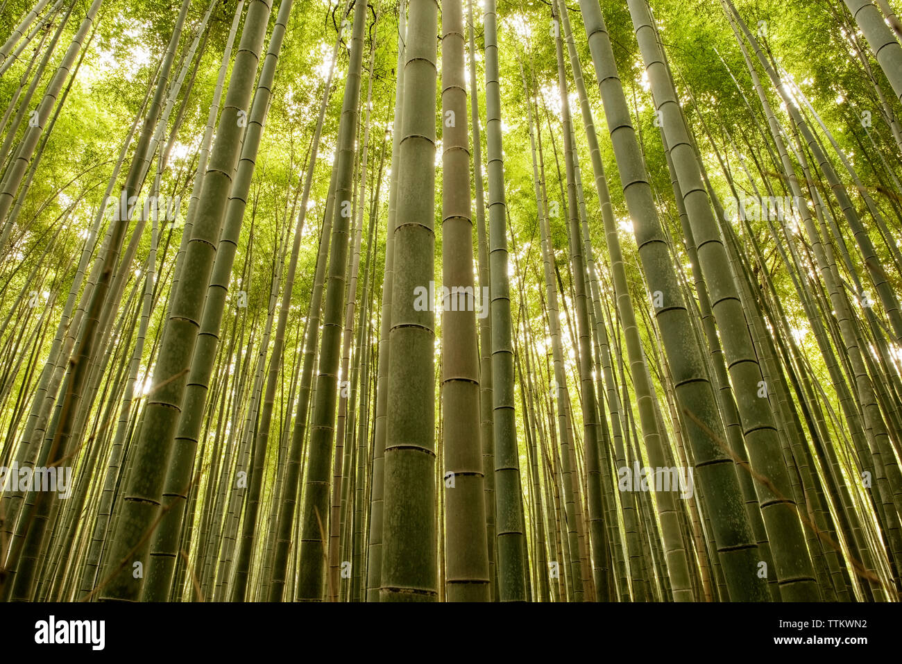 Basso angolo vista di alberi che crescono nel boschetto di bambù Foto Stock