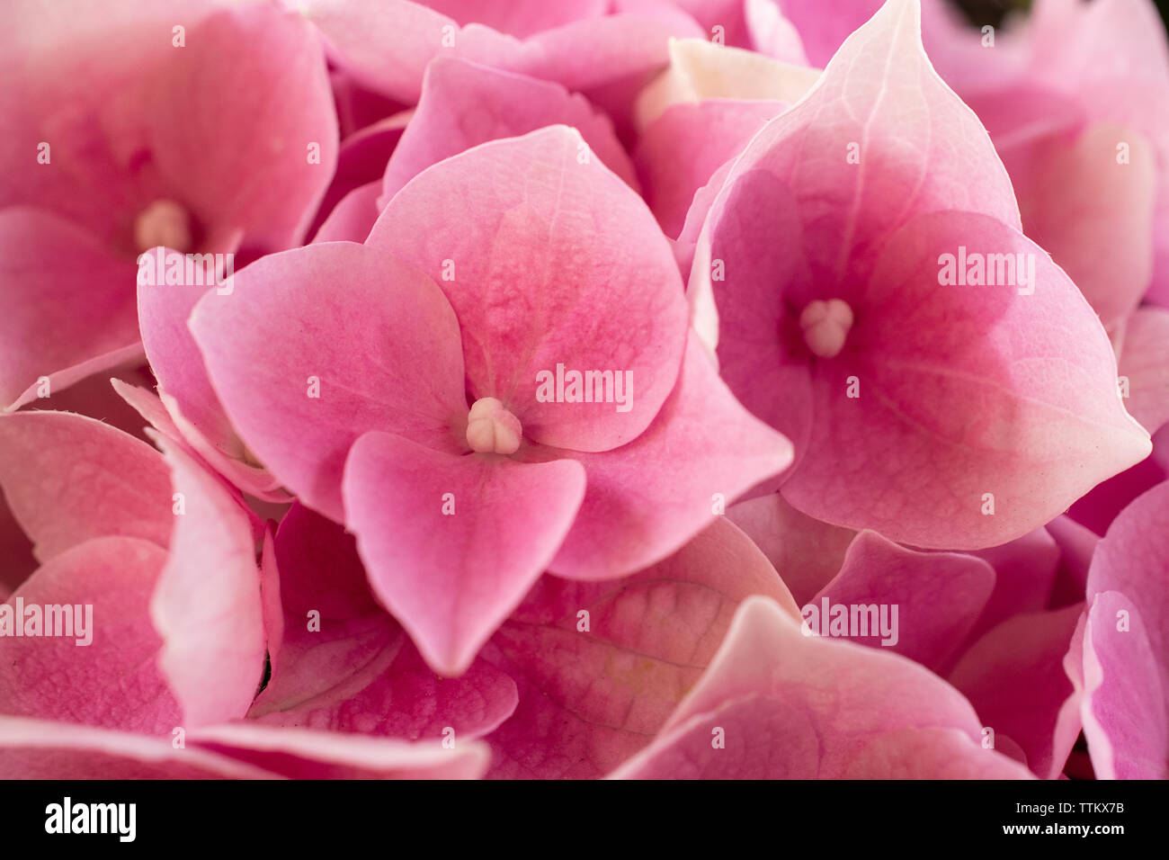 In prossimità di una fioritura di ortensie Foto Stock In prossimità di una fioritura di ortensie Foto Stock