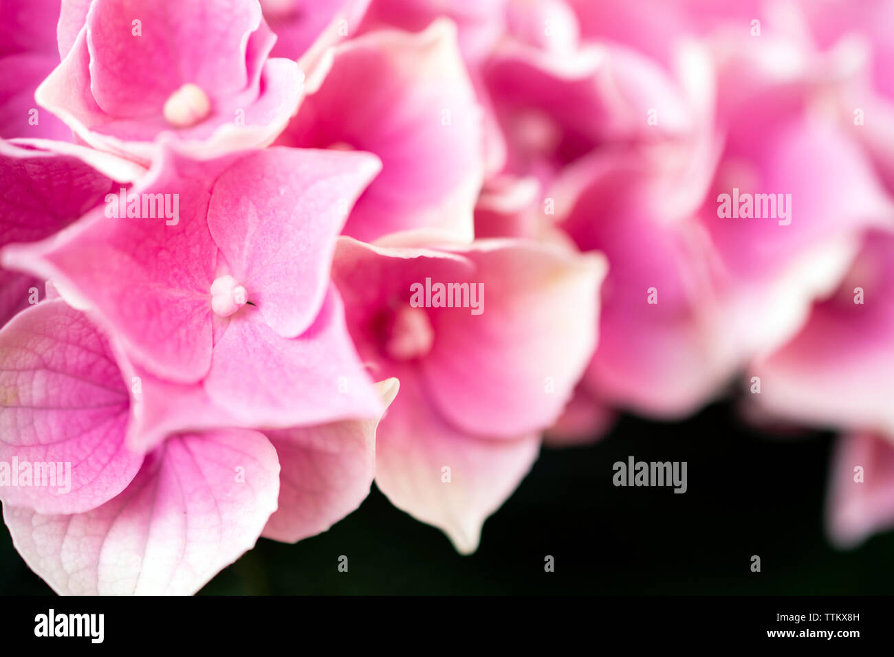 In prossimità di una fioritura di ortensie Foto Stock In prossimità di una fioritura di ortensie Foto Stock