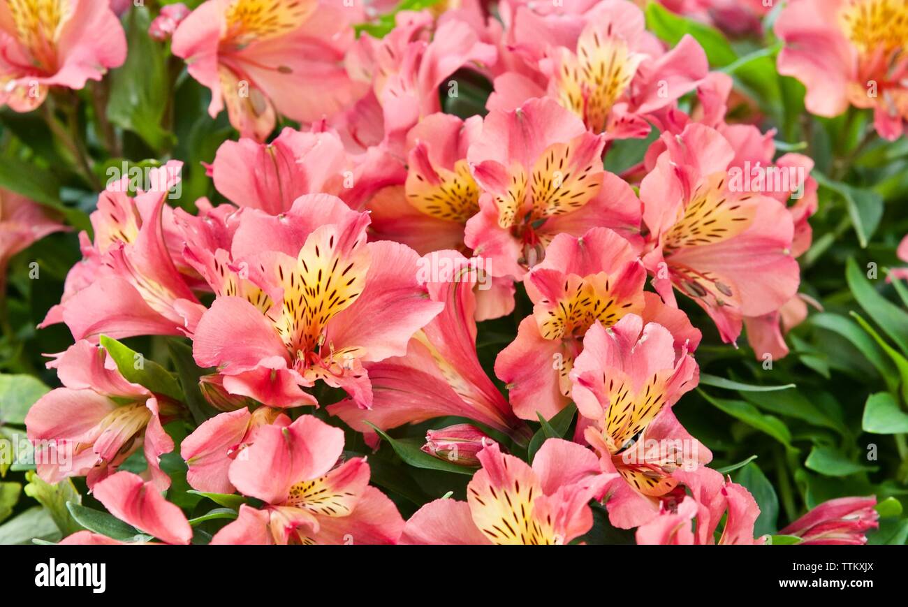 Bellissimo display di rosa e giallo Alstroemeria Foto Stock