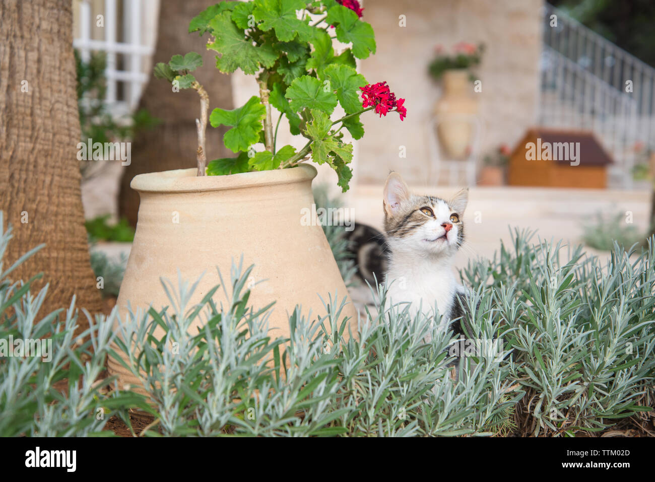 Feral cat godendo il giardino in primavera Foto Stock