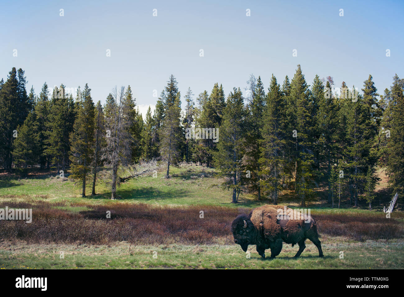 Bison camminando sul campo erboso contro alberi presso il Parco Nazionale di Yellowstone Foto Stock Bison camminando sul campo erboso contro alberi presso il Parco Nazionale di Yellowstone Foto Stock