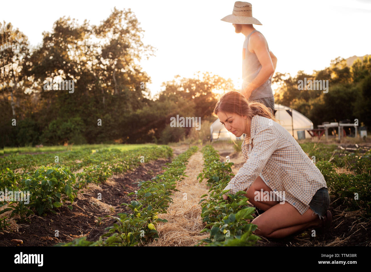 L'agricoltore femmina lavorando sul campo durante l uomo in piedi durante la giornata di sole Foto Stock