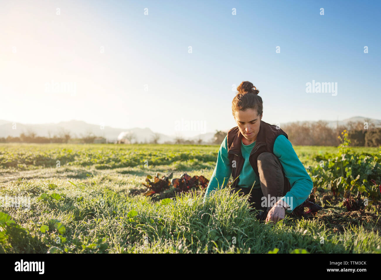 Donna giardinaggio in campo contro il cielo chiaro Foto Stock