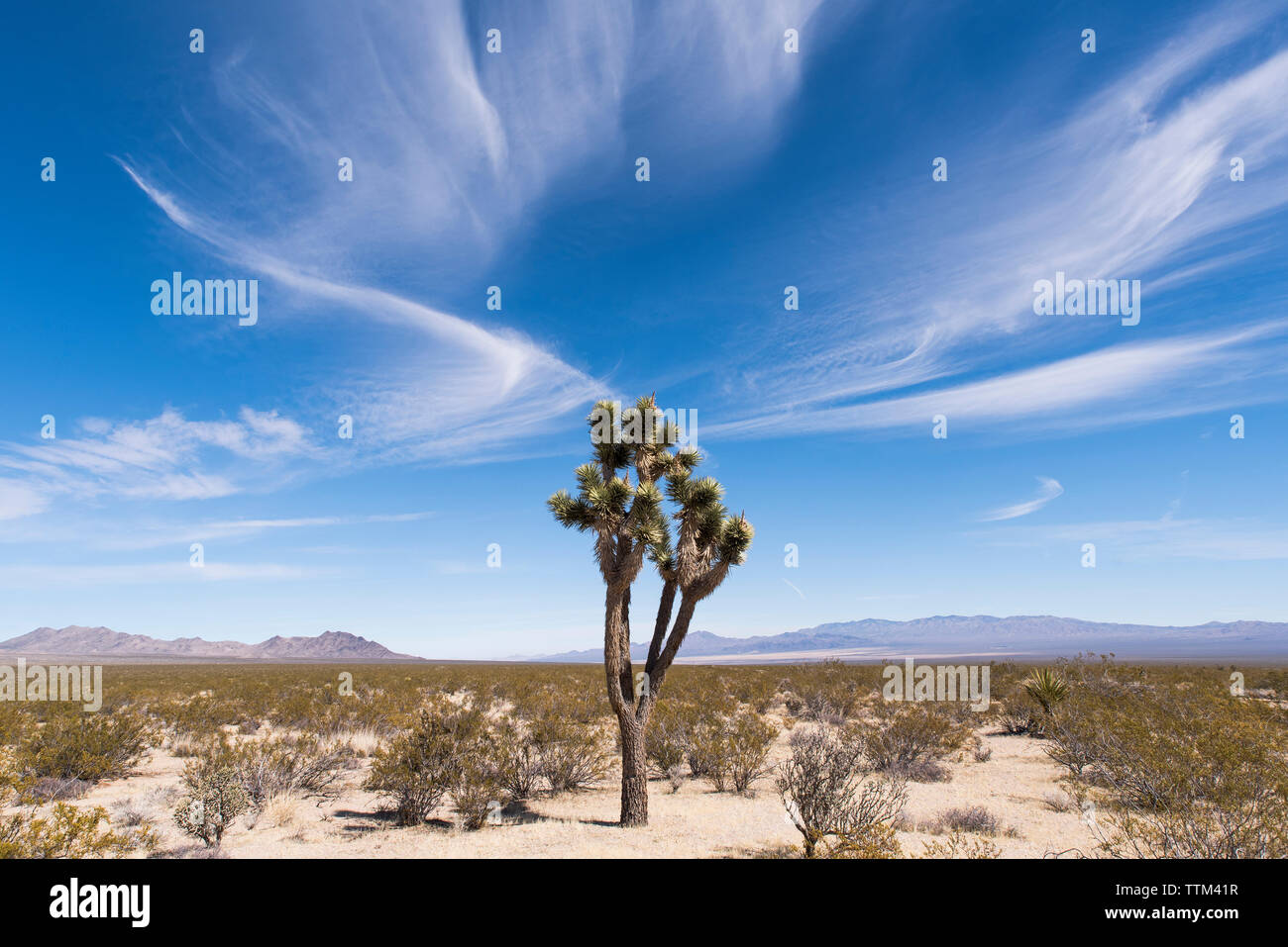 Piante e alberi presso il desert contro sky durante la giornata di sole Foto Stock