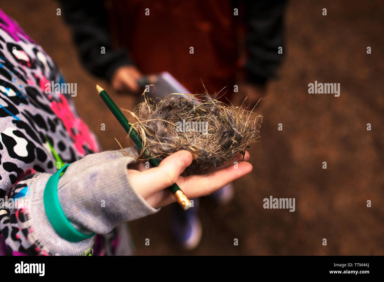 Immagine ritagliata mano azienda nest in foresta Foto Stock