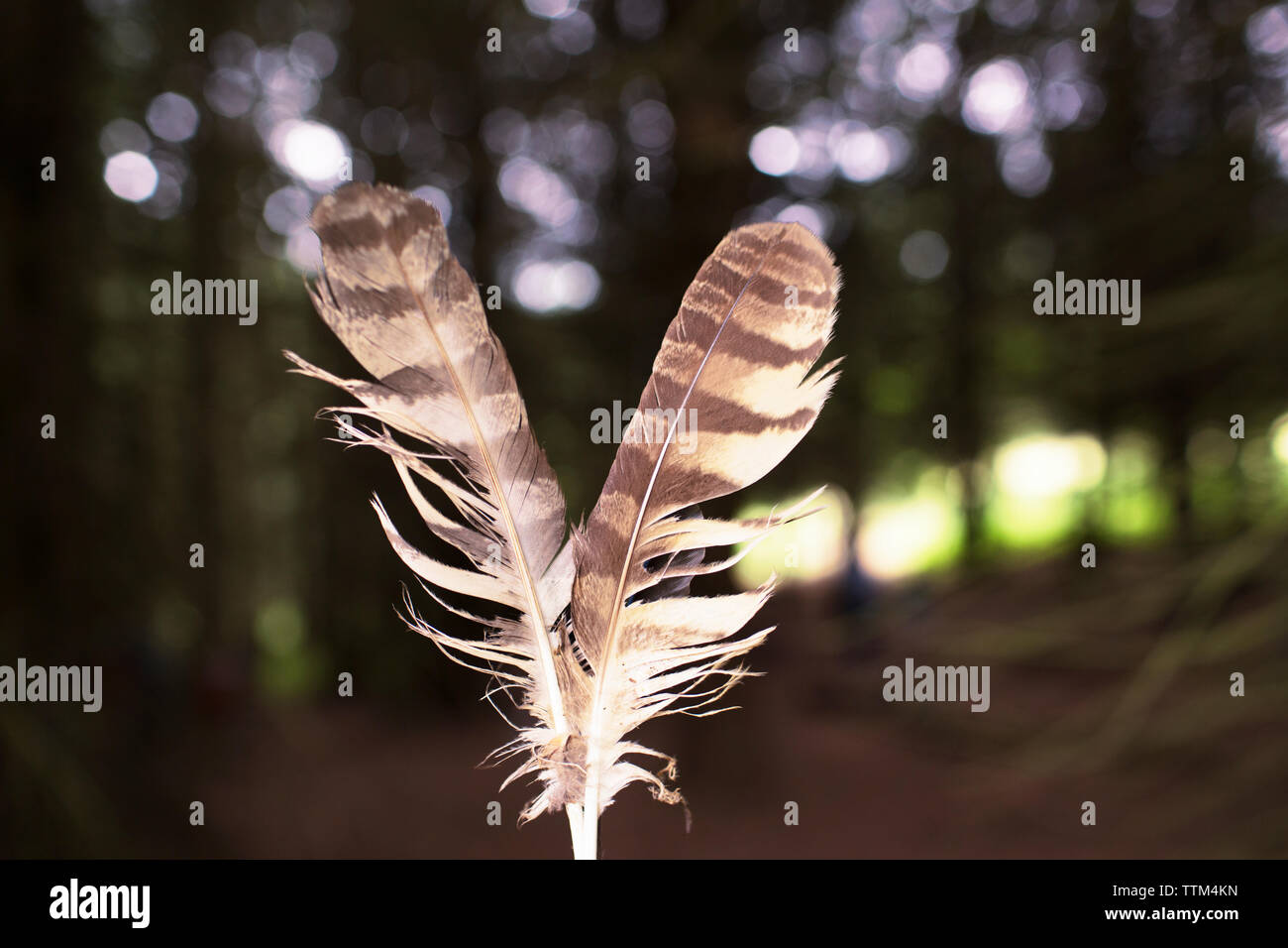 Close-up di piume in foresta Foto Stock
