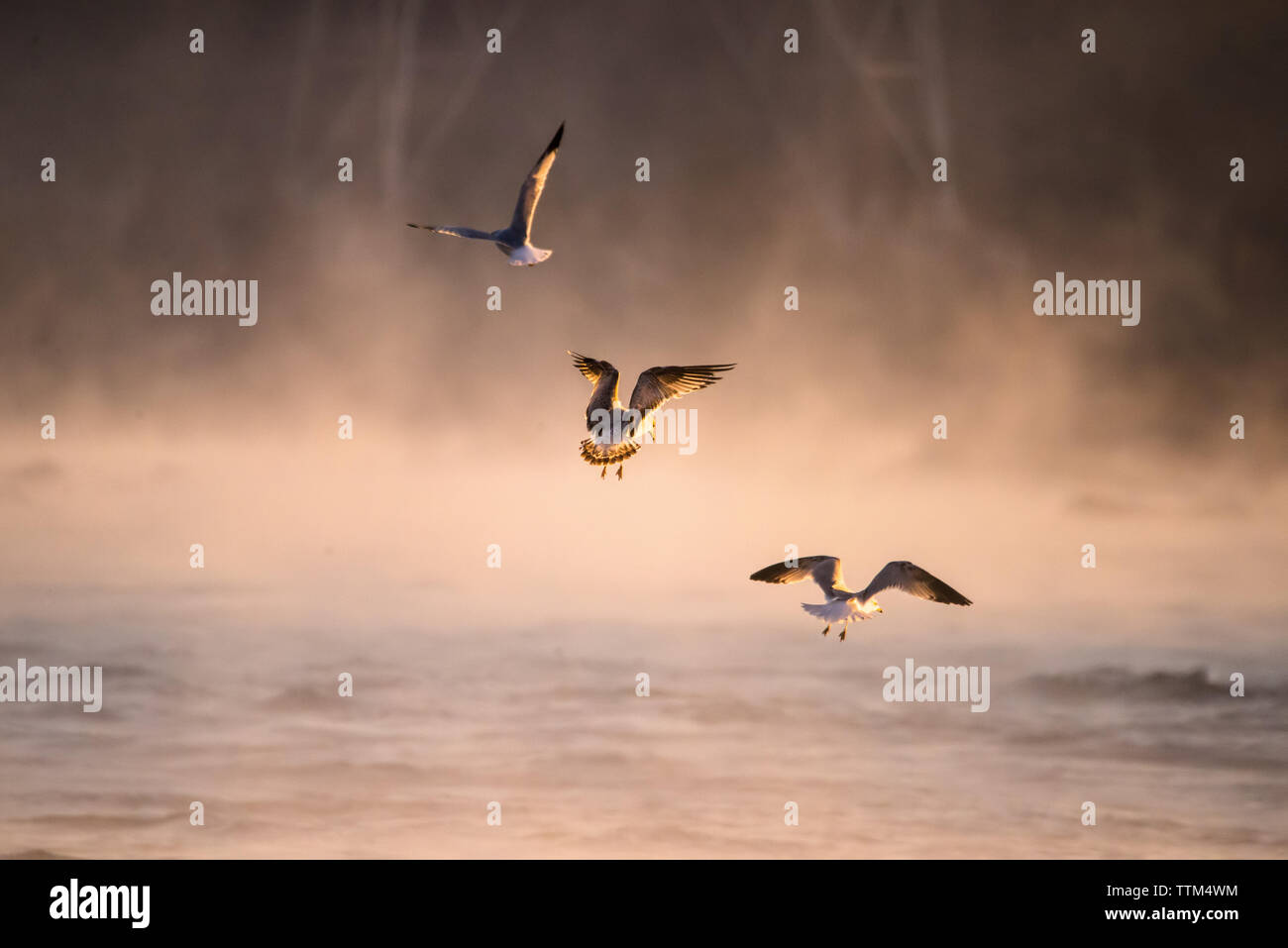 Tre gabbiani a caccia di pesci nella nebbia di mattina Foto Stock